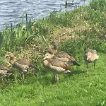 Garden Apartment, Amsterdam