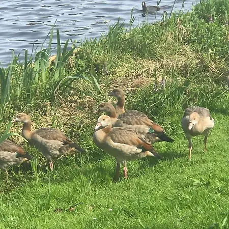 Garden Apartment, Amsterdam