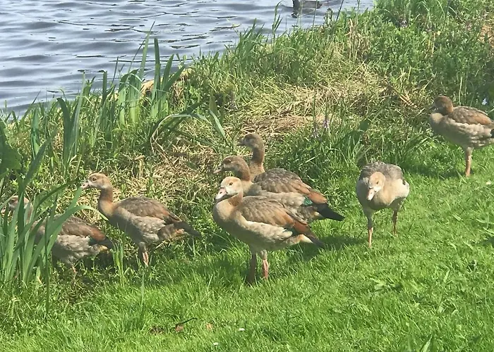 Garden Apartment, Amsterdam